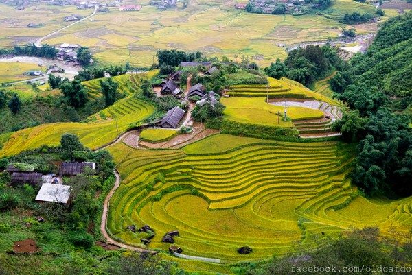 Ruộng bậc thang Sa Pa sẽ càng đẹp và quyến rũ hơn vào mùa lúa chín (khoảng tháng 9)