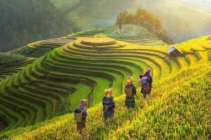 Tour_Mu_Cang_Chai