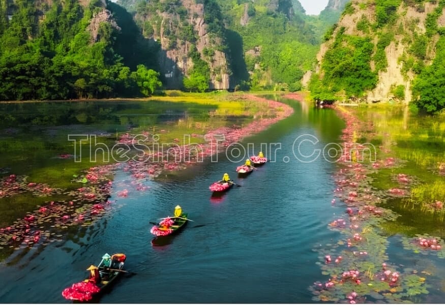 Sắc hồng, tím hoa súng nở rộ trên sông